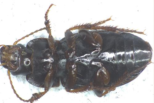 Réf. 348 121 : Harpalus anxius